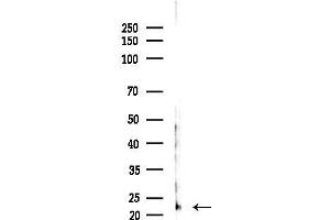 anti-Receptor Accessory Protein 6 (REEP6) (C-Term) antibody
