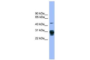 WB Suggested Anti-PSMD9 Antibody Titration: 0. (PSMD9 antibody  (Middle Region))