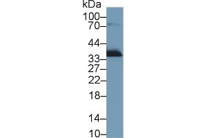 Western Blot; Sample: Rat Lung lysate; Primary Ab: 1µg/ml Rabbit Anti-Rat APOE Antibody Second Ab: 0.