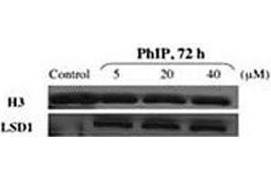 Western blot testing of LSD1 antibody and nuclear extracts of control and PhIP-treated HMEC cells. (LSD1 antibody  (AA 819-852))