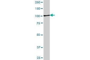 ZC3H11A MaxPab polyclonal antibody. (ZC3H11A antibody  (AA 1-810))