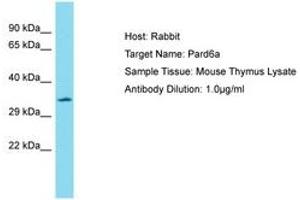 Image no. 1 for anti-Par-6 Partitioning Defective 6 Homolog alpha (PARD6A) (AA 251-300) antibody (ABIN6750310) (PARD6A antibody  (AA 251-300))