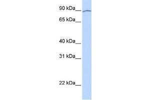 Western Blotting (WB) image for anti-Apoptosis Resistant E3 Ubiquitin Protein Ligase 1 (AREL1) antibody (ABIN2458903) (AREL1 antibody)