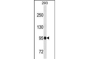Western blot analysis in 293 cell line lysates (35ug/lane). (SFMBT1 antibody  (N-Term))