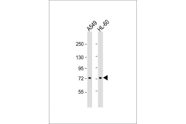 VWA2 anticorps  (N-Term)