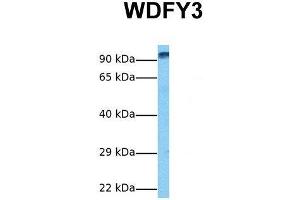 Host:  Rabbit  Target Name:  WDFY3  Sample Tissue:  Human Fetal Liver  Antibody Dilution:  1. (WDFY3 antibody  (C-Term))