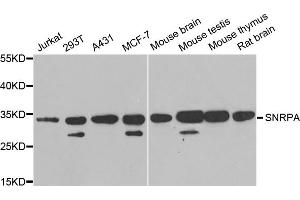 Western blot analysis of extracts of various cell lines, using SNRPA antibody.