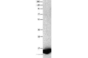 Western blot analysis of Human fetal brain tissue, using FABP7 Polyclonal Antibody at dilution of 1:450 (FABP7 antibody)