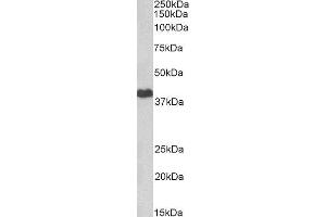 ABIN4902743 (2µg/ml) staining of HeLa lysate (35µg protein in RIPA buffer). (PRKACA antibody)