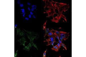 Immunocytochemistry/Immunofluorescence analysis using Mouse Anti-Protocadherin Gamma (pan) Monoclonal Antibody, Clone S159-5 . (Protocadherin gamma antibody  (AA 808-931) (PerCP))