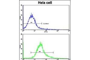 Flow cytometric analysis of hela cells using ARPC1A Antibody (bottom histogram) compared to a negative control cell (top histogram).