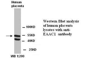 Image no. 1 for anti-Solute Carrier Family 1 (Neuronal/epithelial High Affinity Glutamate Transporter, System Xag), Member 1 (SLC1A1) (C-Term) antibody (ABIN790927) (SLC1A1 antibody  (C-Term))