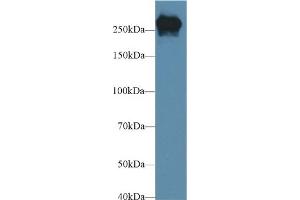 Western Blotting (WB) image for anti-Fibronectin (AA 2117-2236) antibody (ABIN7428998)