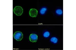 Immunofluorescence staining of Daudi cells using anti-CD6 OX-126 Immunofluorescence analysis of paraformaldehyde fixed Daudi cells stained with the chimeric mouse IgG version of OX-126 (ABIN7072378) at 10 μg/mL followed by Alexa Fluor® 488 secondary antibody (2 μg/mL), showing membrane staining. (Recombinant CD37 antibody)