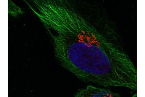 Indirect immunostaining of HELA cells with anti-syntaxin 11 (dilution 1 : 100; red) and anti-α-tubulin (cat. (Syntaxin 11 antibody  (AA 1-15))