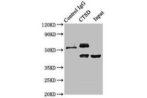 Immunoprecipitating CTSD in HepG2 whole cell lysate Lane 1: Rabbit control IgG instead of ABIN7147000 in HepG2 whole cell lysate. (Cathepsin D antibody  (AA 67-403))