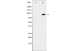 Western blot analysis of ADAM 17 phosphorylation expression in K562UV treated whole cell lysates,The lane on the left is treated with the antigen-specific peptide. (ADAM17 antibody  (pThr735))