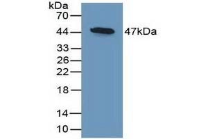 Detection of Recombinant DKK3, Mouse using Polyclonal Antibody to Dickkopf Related Protein 3 (DKK3) (DKK3 antibody  (AA 23-349))