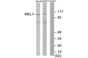 Western blot analysis of extracts from HeLa cells and HUVEC cells, using MKL1 antibody. (MKL1 antibody  (N-Term))