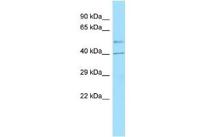 Western Blotting (WB) image for anti-G Protein-Coupled Receptor 6 (GPR6) (C-Term) antibody (ABIN2435714) (GPR6 antibody  (C-Term))