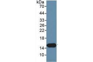 WB of Protein Standard: different control antibodies against Highly purified E. (INHBC ELISA Kit)