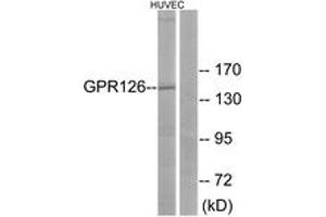 Western blot analysis of extracts from HuvEc cells, using GPR126 Antibody. (G Protein-Coupled Receptor 126 antibody  (AA 431-480))