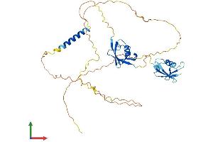 Protein Structure (PS) image for Nuclear Factor of Activated T-Cells, Cytoplasmic, Calcineurin-Dependent 2 Interacting Protein (NFATC2IP) (AA 1-412) protein (His tag) (ABIN7562253)