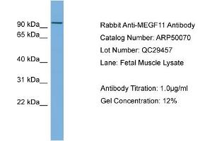 WB Suggested Anti-MEGF11  Antibody Titration: 0. (MEGF11 antibody  (Middle Region))