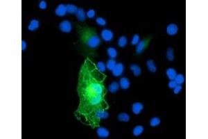 Anti-GAS7 mouse monoclonal antibody (ABIN2453058) immunofluorescent staining of COS7 cells transiently transfected by pCMV6-ENTRY GAS7 (RC215256). (GAS7 antibody)