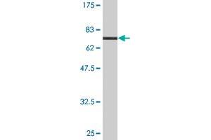 Western Blot detection against Immunogen (77. (SIGLEC7 antibody  (AA 1-467))