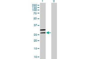 Western Blot analysis of MRPL2 expression in transfected 293T cell line by MRPL2 MaxPab polyclonal antibody.