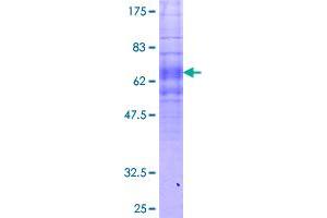 Image no. 1 for Formyl Peptide Receptor 1 (FPR1) (AA 1-350) protein (GST tag) (ABIN1354415) (FPR1 Protein (AA 1-350) (GST tag))