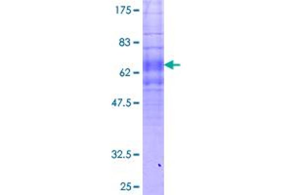 FPR1 Protein (AA 1-350) (GST tag)