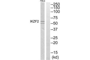 Western blot analysis of extracts from HeLa cells, using IKZF2 antibody. (IKZF2 antibody  (Internal Region))
