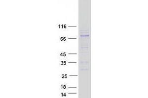 Validation with Western Blot (ADAM11 Protein (Myc-DYKDDDDK Tag))