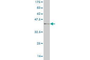 Western Blot detection against Immunogen (37. (VRK1 antibody  (AA 287-396))