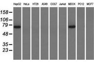 Western blot analysis of extracts (35 µg) from 9 different cell lines by using anti-PEX5 monoclonal antibody.