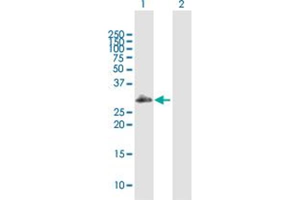 SCML1 antibody  (AA 1-208)