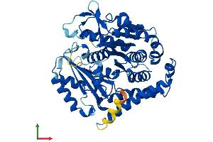 Protein Structure (PS) image for Tubulin, beta 2C (TUBB2C) (AA 1-445) protein (His tag) (ABIN7544267)