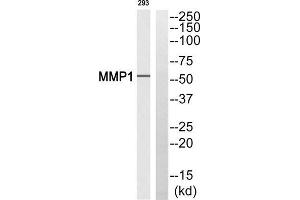 Western blot analysis of extracts from 293 cells, using MMP1 (Cleaved-Pro269) antibody. (MMP1 antibody  (Cleaved-Pro269))
