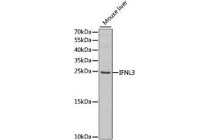 Western blot analysis of extracts of mouse liver, using IFNL3 antibody (ABIN1876849) at 1:1000 dilution. (IL28B antibody)