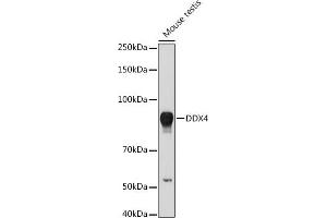 Western blot analysis of extracts of Mouse testis, using DDX4 antibody (ABIN7266705) at 1:1000 dilution. (DDX4 antibody  (AA 1-300))