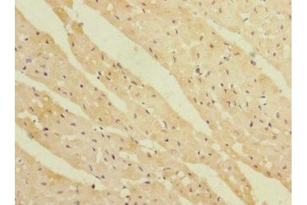 REEP3 antibody  (AA 80-255)