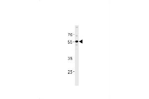 HLN1 Antibody (N-term) (ABIN1881676 and ABIN2838460) western blot analysis in A549 cell line lysates (35 μg/lane).