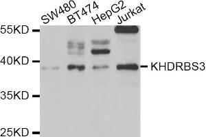 Western blot analysis of extracts of various cell lines, using KHDRBS3 antibody.