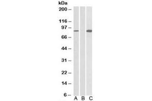 Western blot testing of HEK293 lysate overexpressing human STAT4-MYC probed with STAT4 antibody (0. (STAT4 antibody)