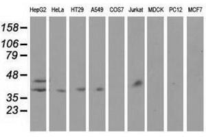 Image no. 2 for anti-Haptoglobin (HP) antibody (ABIN1498579)