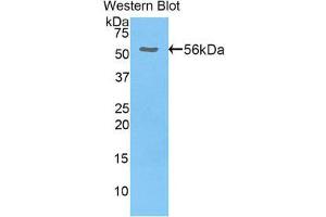 Western Blotting (WB) image for anti-Hepatocyte Growth Factor Activator (HGFA) (AA 363-622) antibody (ABIN1859148) (HGFA antibody  (AA 363-622))