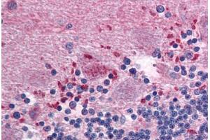 Brain, cerebellum (Claudin 12 antibody  (N-Term))