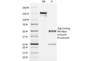 SDS-PAGE Analysis of Purified, BSA-Free MRP1 Antibody (clone MRP1/1344). (ABCC1 antibody)